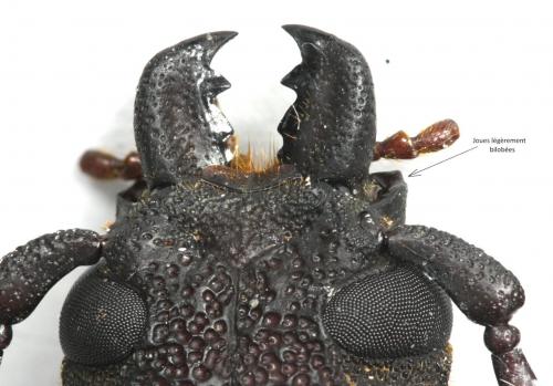 Réf. 220 318 : Physopleurus amazonicus